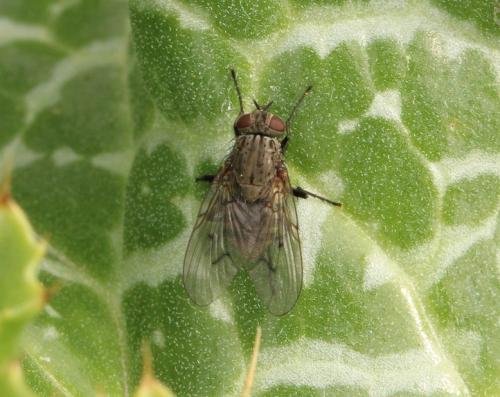 Réf. 318 570 : Helina evecta